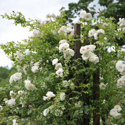 Kletterrose – Rosa White Climber – Blüte Weiß – 2 Pflanzen – Wenig Pflege – 11cm – Höhe ca. 40cm