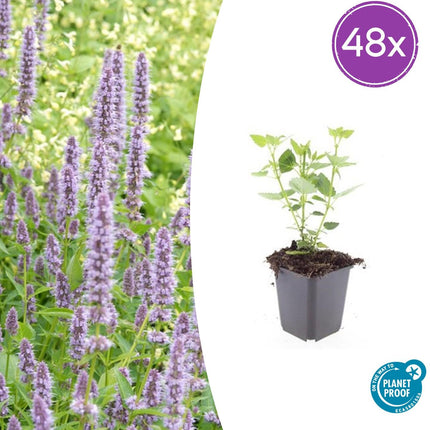 Agastache 'Blue Fortune' – lavendelblaue Blüten – 48 Pflanzen – bienenfreundlich – duftende Staude – Ø9cm – ↕10–25cm – pflegeleicht – sonnig – naturnaher Garten