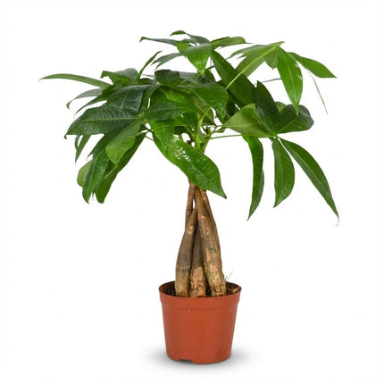 Glückskastanie Pachira Aquatica Zimmerpflanze Geldbaum – 40-50cm – Pflegeleichte Zimmerpflanze im 12cm Topf