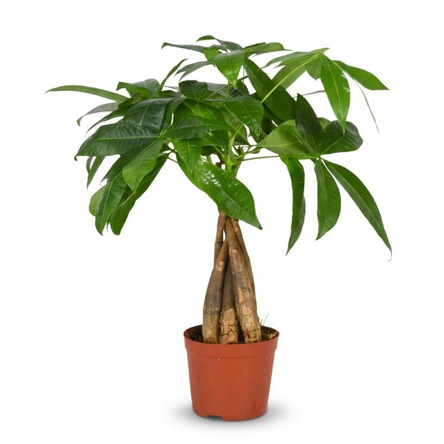 Glückskastanie Pachira Aquatica Zimmerpflanze Geldbaum – 40-50cm – Pflegeleichte Zimmerpflanze im 12cm Topf