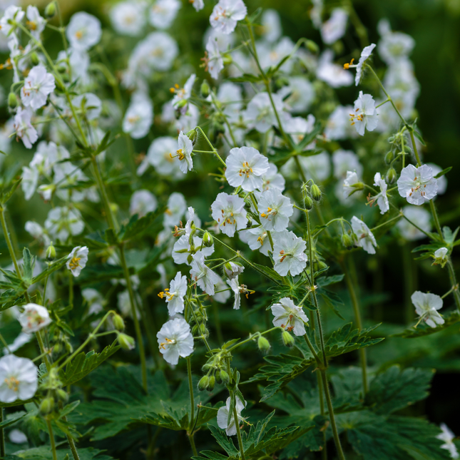 Geranium macrorrhizum White Ness – 6 Pflanzen Ø9cm – Höhe 10-25cm – Weiß blühender Bodendecker Storchschnabel
