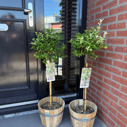 Euonymus fortunei ‘Harlequin’ – Immergrüne Stamm-Pflanze – Terrassen- & Gartenpflanze – pflegeleicht & kompakt – Topf Ø19cm – Höhe ca. 90cm
