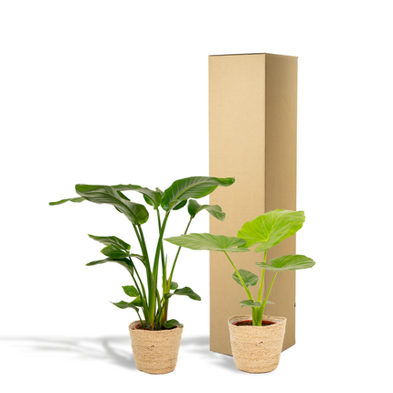 Baum-Strelitzie Strelitzia Nicolai + Alocasia Macrorrhiza + Seegras-Korb Selin – Zimmerpflanzen-Set – Ø19cm – Höhe 70-85cm – tropische & luftreinigende Pflanzen