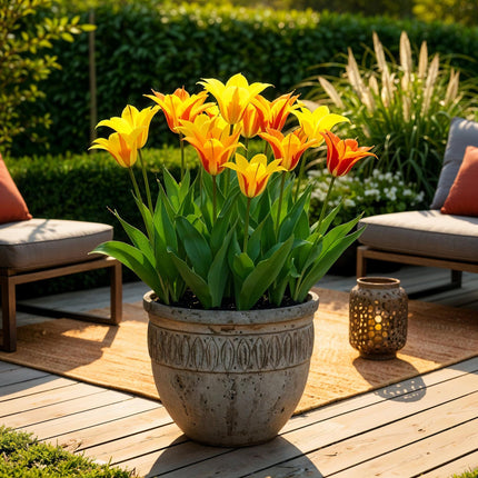 Blumenzwiebeln Tulipa Vendeeglobe – Gelb – 12 Stück – Zwiebelgröße 11/12 – Leuchtende Tulpen für Garten, Balkon & Terrasse – Frühjahrsblüher