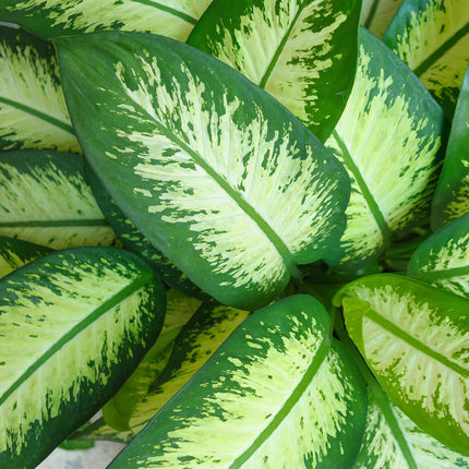 Dieffenbachia Tropic Snow – 21cm – Höhe 90-100cm – Pflegeleichte bunt gemusterte Zimmerpflanze für Wohnzimmer, Büro und stilvolle Innenräume
