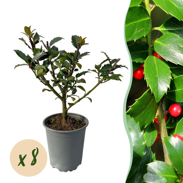 Stechpalme – Ilex meserveae Blue Maid – Heckenpflanze – Blatt grün – 8 Pflanzen – 1 laufender Meter – immergrün – 9cm Höhe 25-30cm