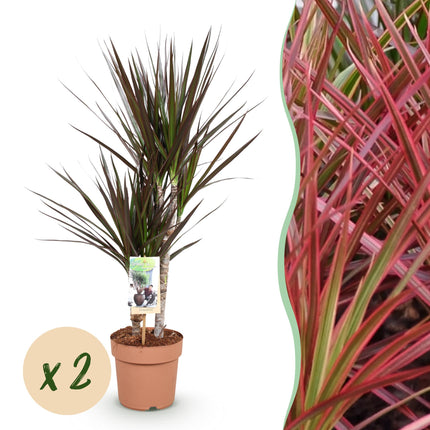 Dracaena Magenta – 2 pflegeleichte Drachenbäume – 17cm – Höhe 70-80cm – Rot – Grüne Zimmerpflanzen für Innenräume