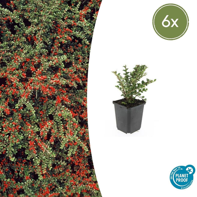 Fächer-Zwergmispel – Cotoneaster horizontalis – ↑10-25cm – Ø9cm – 6 Pflanzen – Winterharter Zierstrauch, Bodendecker, Rote Beeren, Pflegeleicht
