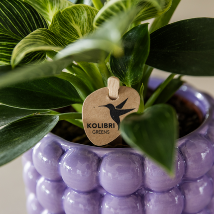 Ziertopf Poppy – Purple – Ø9cm – Moderner Keramik Blumentopf in glänzendem Violett – Stilvoller Übertopf für Zimmerpflanzen, Sukkulenten & Orchideen
