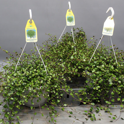 Drahtstrauch Muehlenbeckia – Zimmerpflanze Ø22cm – Höhe ca. 35cm – Filigraner Blattschmuck & dichter Wuchs – Pflegeleicht & vielseitig – Für Innen
