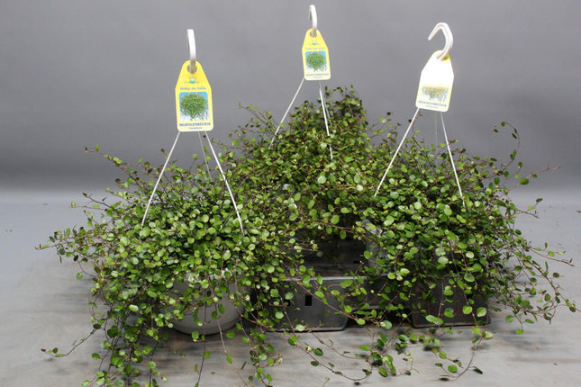 Drahtstrauch Muehlenbeckia – Zimmerpflanze Ø22cm – Höhe ca. 35cm – Filigraner Blattschmuck & dichter Wuchs – Pflegeleicht & vielseitig – Für Innen