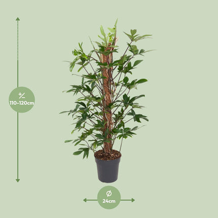 Baumfreund – Philodendron Pedatum – Zimmerpflanze – Ø24 cm – ↕120 cm – Pflegeleicht – Halbschatten – Üppiges grünes Laub