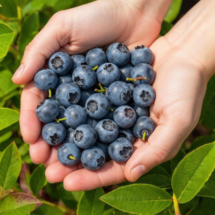 Blaubeere Vaccinium corymbosum Northland winterhart Höhe 30cm 6 Pflanzen Ø9cm – Ertragreiche Blaubeere für Garten Balkon & Terrasse