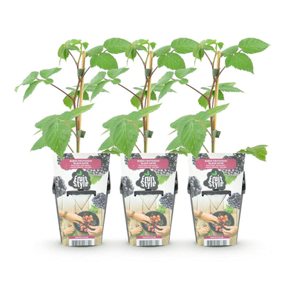 Brombeere Rubus fruticosus Black Satin winterhart 3 Pflanzen Ø9cm Höhe 30cm – Schwarze Brombeere für Garten Beet Balkon & Terrasse