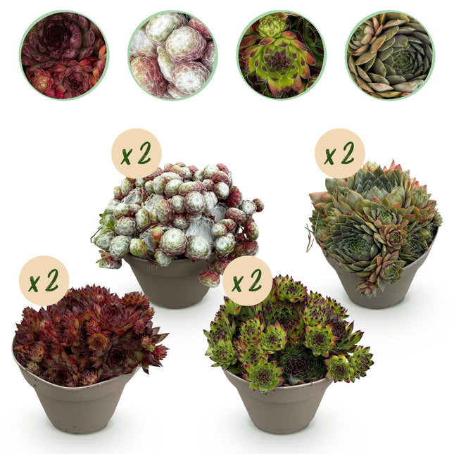 Bodendecker Sempervivum Big Sam – 8 Pflanzen – Winterhart – Verschiedene Farben – Pflegeleichte Hauswurz für Beete, Steingärten, Balkon & Terrasse – Ø14cm H17cm