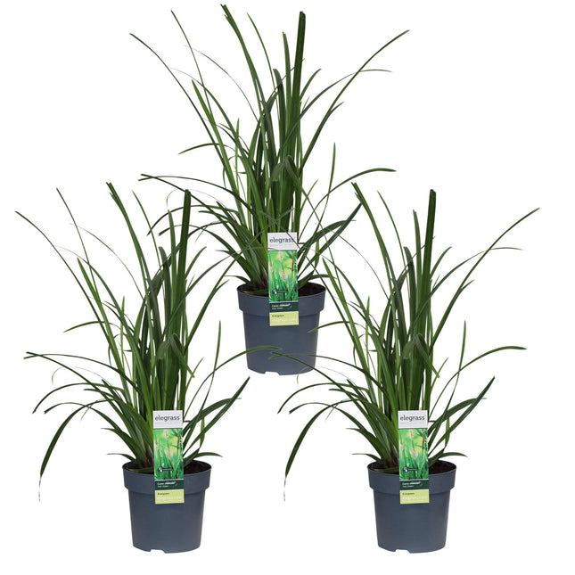 Carex morrowii 'Irish Green' – 3 Pflanzen – Immergrünes Ziergras – Ø14cm – Höhe ca. 30cm – robustes Garten-Gras für Sonne & Schatten