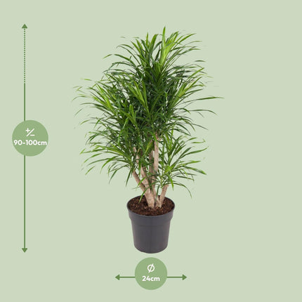 Dracaena Anita – Ø24cm – ↕100cm – Drachenbaum – Luftreinigende Zimmerpflanze – Pflegeleicht & dekorativ