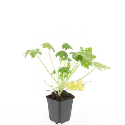Geranium macrorrhizum 'Spessart' – Bodendecker – 24 Pflanzen – Ø9cm – ↕10–25cm – Weiß blühend & winterhart – Für Sonne & Schatten – Pflegeleicht & langlebig
