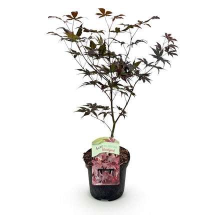 Japanischer Ahorn Acer palmatum Bloodgood – Balkonpflanze – Rot – Laubabwerfend – 19 cm – Ca. 70 cm hoch – Für Beet, Terrasse & Balkon – Auffällige Herbstfärbung