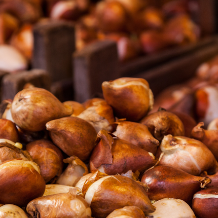 Tulpenzwiebeln Mix – 20 Blumenzwiebeln – Bunte Tulpenmischung für Garten, Topf oder Beet – Frisch vom Züchter – Pflegeleicht & mehrfarbig – Frühblüher für Frühjahr