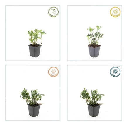 Pachysandra terminalis 'Variegata' – 24 Pflanzen – ↕10-25 cm – Ø9 cm – Immergrüner Bodendecker – Winterhart – Schattengarten – Buntes Laub