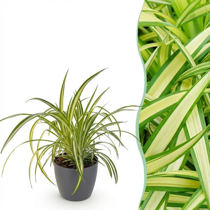 Chlorophytum comosum Variegatum Pflanze Mit Grauem Topf Ø12cm Höhe ca.20cm Bunte Graslilie Haustierfreundlich Luftreinigend Für Zimmer Büro &