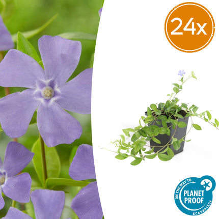 Vinca minor – 24 Pflanzen – ↕10-25cm – Ø9cm – Bodendecker – Blaue Blüten – Sonne & Schatten – Pflegeleicht & Robust