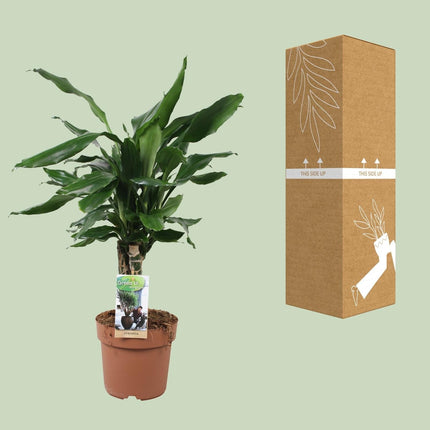 Drachenbaum Dracaena Fagrans Steudneri Green – Zimmerpflanze – Ø17cm – ↕55cm – Pflegeleicht & robust – Grünes, elegantes Blattwerk