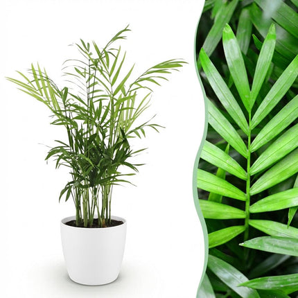 Chamaedorea elegans Pflanze Mit Weißem Topf Ø12cm Höhe ca.15cm Goldpalme Haustierfreundlich Luftreinigend Pflegeleicht Für Zimmer Büro & Schlafzimmer