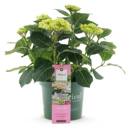 Hortensie Magical Jewel Pink – Hydrangea macrophylla – Rosa – Balkonpflanze – Im 23cm Topf – Ca. 55cm hoch – 6-10 Blüten – Reichblühend & Farbakzent