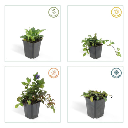 Ajuga reptans – Kriechender Günsel Ø9cm – Höhe 10-25cm – Bodendecker für Halbschatten & Schatten – Blauer Blütenteppich – 24 Pflanzen