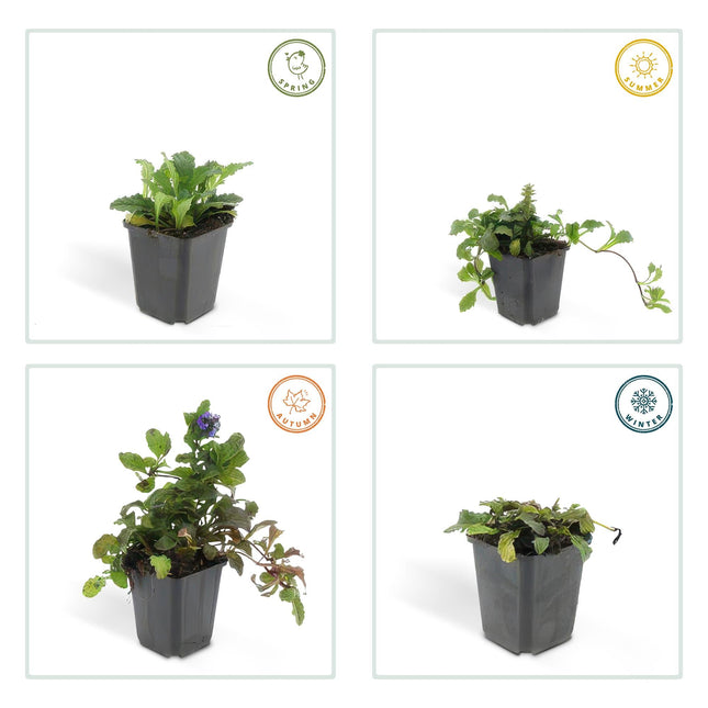 Ajuga reptans – Kriechender Günsel Ø9cm – Höhe 10-25cm – Bodendecker für Halbschatten & Schatten – Blauer Blütenteppich – 24 Pflanzen