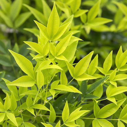 Nandina Lemon & Lime – 2 Pflanzen 17cm Höhe ca.45cm – Immergrün & farbintensiv – Gelbes Laub für Beet Balkon Terrasse – Pflegeleichter Zierstrauch