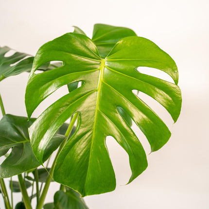 Monstera Deliciosa – ↕80cm – Ø21cm inkl. Naturkorb – Zimmerpflanze mit großen Fensterblättern – Luftreinigende Tropenpflanze im Naturkorb