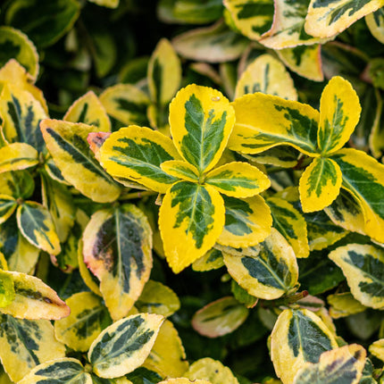 Euonymus fortunei 'Emerald 'n Gold' – Immergrüne Stamm-Pflanze – grün-goldenes Laub – pflegeleicht & kompakt – Terrassen- & Gartenpflanze – Ø19cm – Höhe ca. 90cm