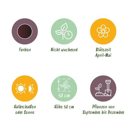 Blumenzwiebeln Tulipa Triumph Black – Dunkel Lila – 15 Stück – Zwiebelgröße 11/12 – Edle Triumph-Tulpen für Garten, Balkon & Terrasse – Frühjahrsblüher