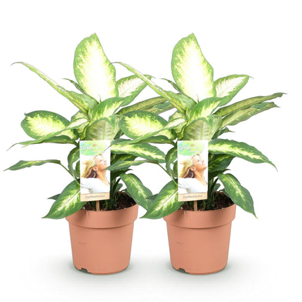 Dieffenbachia Camilla – 2 Zimmerpflanzen – 45-50cm – 17cm – Pflegeleicht & luftreinigend