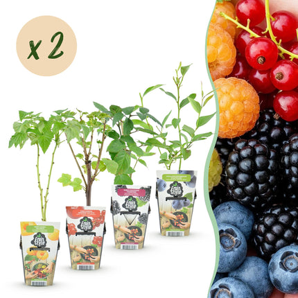 Obstpflanzen Set 8 Pflanzen Höhe 30cm  Ø9cm – Rote Johannisbeere Gelbe Himbeere Schwarze Brombeere Blaubeere – winterhart