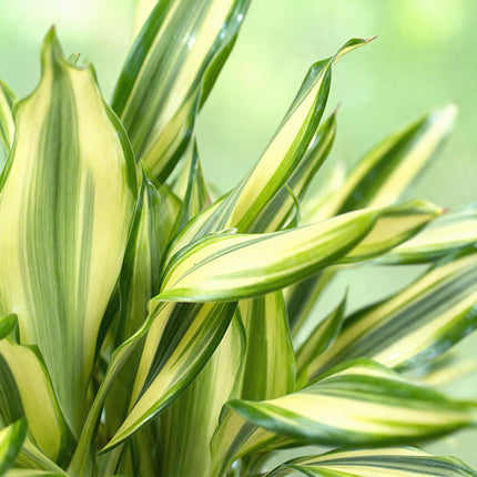 Dracaena fragrans Diamond Dream – Drachenbaum – 2 Pflanzen – 50-55cm – 17cm – Buntes Blattwerk & pflegeleicht – Zimmerpflanze inkl. Naturkorb