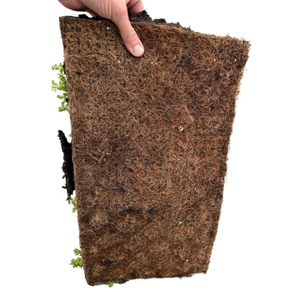 Sedummatte – 4 Vegetationsmatten – Winterharte Bodendeckerpflanzen aus 10 Sedum-Sorten – Maße 50x30cm – Pflegeleicht & wetterbeständig – Für Beet, Dach & Terrasse
