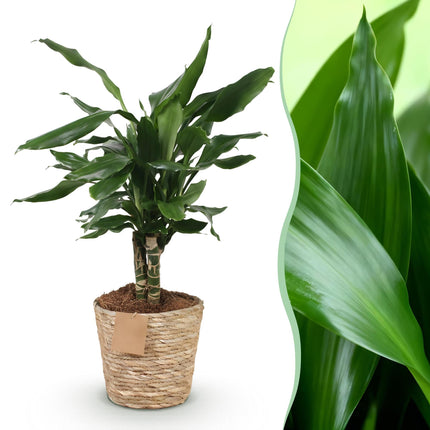 Dracaena fragrans Steudneri – 50-55cm – 17cm inkl. Naturkorb – Pflegeleichter Drachenblutbaum