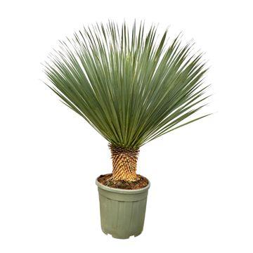 Palmlilie – Yucca Rostrata – Zimmerpflanze – ca. 120cm hoch – Exotische Wüstenpflanze mit blaugrüner Krone – Pflegeleicht, trockenheitsresistent & winterhart – Für Wohnzimmer, Terrasse & Garten