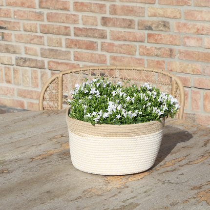 Campanula Addenda Ambella weiß 3er Set – Glockenblume weiß im Baumwollkorb mit Bewässerungsreservoir – Topfgröße 12cm – winterhart, lang blühend für Balkon, Garten & Wohnraum