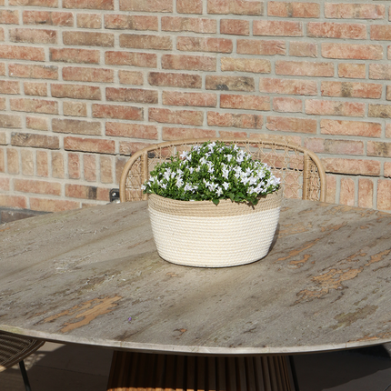Campanula Addenda Ambella weiß 3er Set – Glockenblume weiß im Baumwollkorb mit Bewässerungsreservoir – Topfgröße 12cm – winterhart, lang blühend für Balkon, Garten & Wohnraum