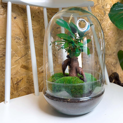 Flaschengarten Egg XL Bonsai – DIY Bausatz Terrarium – ↕30cm – Do – It – Yourself Pflanzen – Set im Glas mit Korkdeckel – Autarkes Mini – Ökosystem