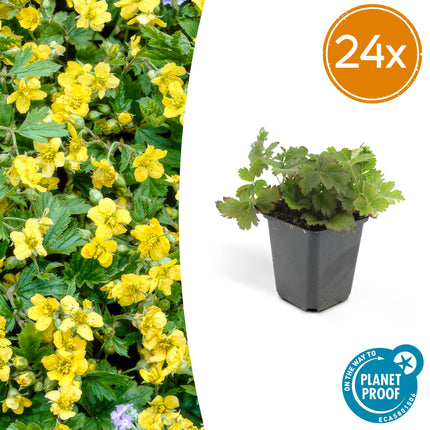 Waldsteinia ternata – 24 Pflanzen – ↕10-25cm – Ø9cm – Bodendeckerpflanze – Gelbe Blüten – Sonne & Halbschatten – Pflegeleicht – Garten & Beete