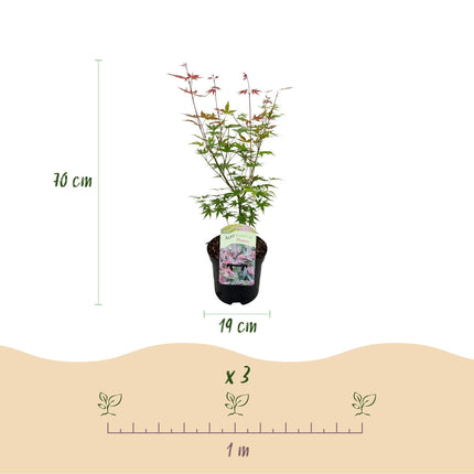 Japanischer Ahorn Acer palmatum 'Phoenix' – Rosa – Rot – Balkon – & Gartenpflanze – Ø19cm – Ca. 70cm hoch