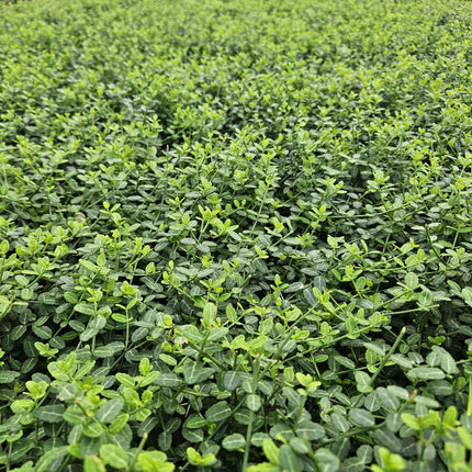 Kleinblättrige Teppichspindel – Euonymus fortunei 'Minimus' – ↕10-25 cm – Ø9 cm – 6 Pflanzen – Bodendecker – Winterhart & Pflegeleicht – Herbstfärbung – Vielseitig