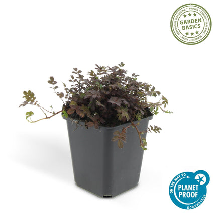 Acaena microphylla 'Kupferteppich' – 48 Pflanzen – ↕10-25cm – Ø9cm – Bodendecker – Flachwachsend & Robust – Steingarten & Wege – Pflegeleicht