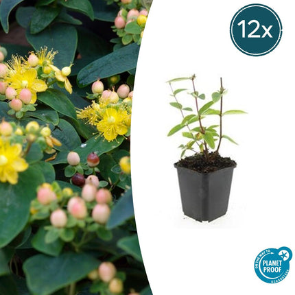 Johanniskraut Hypericum inodorum 'Annebel' – ↕10-25cm – Ø9cm – 12 Pflanzen – Winterharter Strauch für Beete, Bodendecker & Bienenfreundlicher Garten